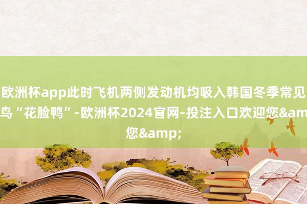 欧洲杯app此时飞机两侧发动机均吸入韩国冬季常见候鸟“花脸鸭”-欧洲杯2024官网-投注入口欢迎您&